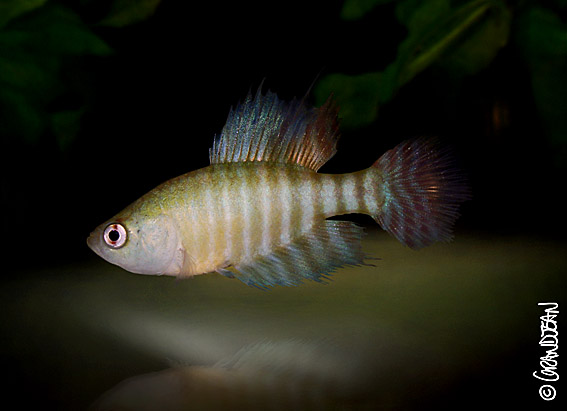 Simpsonichthys brunoi